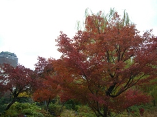 東京紅葉