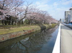 海田市さくら