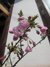 2011庭の桜.jpg