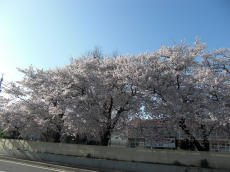 小学校の桜3.jpg