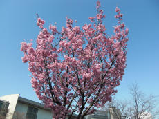 満開の桜.jpg