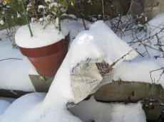 雪の中の桜.jpg