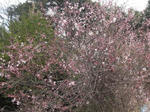 niwanosakura2010.jpg